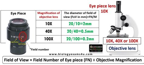 How to Calculate the Field of View in a Microscope .
